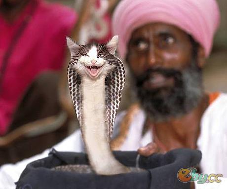 动物变异大全 - 《四季人生》的日志 - 网易博客