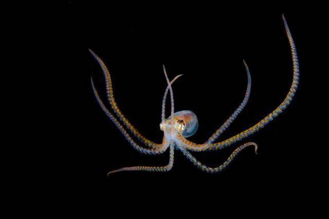 从正面看同一只长臂章鱼呈现出来优雅的姿态