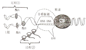 研究表明 r 环结构会影响 dna 复制,转录和基因的稳定性等.