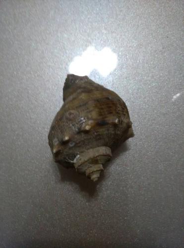 这种海螺什么品种,怎么处理,怎么吃啊,感觉很腥?求大神