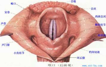 我妈妈的喉部扫描: 左侧梨状窝变浅 医生建议进一步检查.