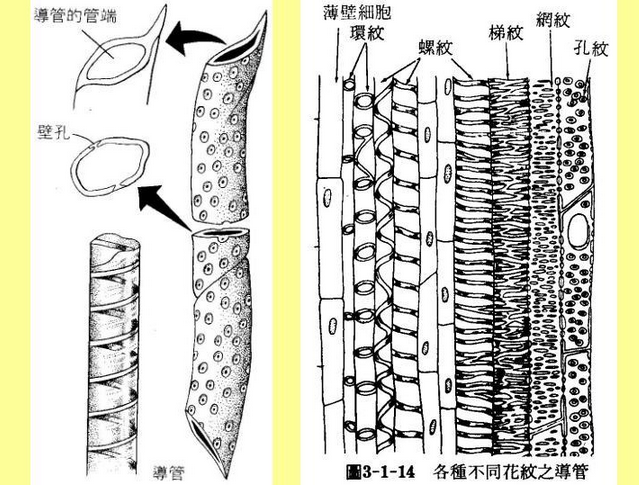 植物筛管介绍: 筛管是被子植物韧皮部中输导有机养料的管状结构.