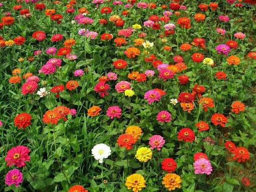 百日草 混色的!百日菊步步高
