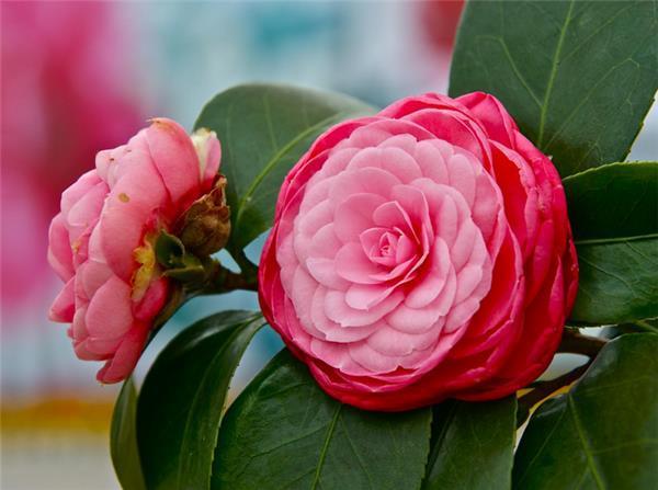 山茶花佳品——红十八学士,六角白