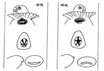 如何识别鸽子雌雄?《凯鸽赛鸽知识篇》