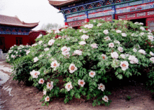 古县三合牡丹