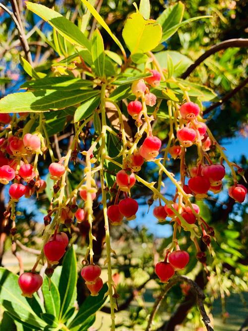 小灯笼一样美的杨梅花