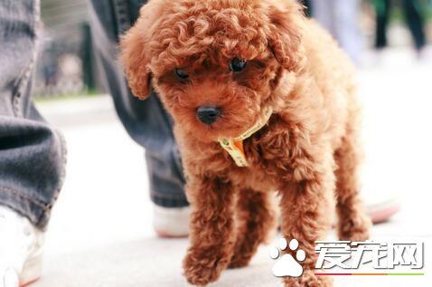 标准型泰迪犬体重玩具的一般是4到6斤