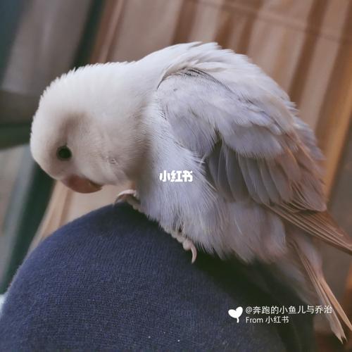 40天左右牡丹鹦鹉手养攻略④_鹦鹉_牡丹_教程_维多利亚_隔离_手养牡丹