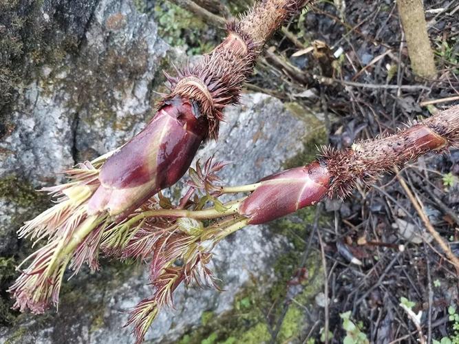 农村4种带刺野菜,第1种是高钙菜,第4种出口国外80元一斤_老芽