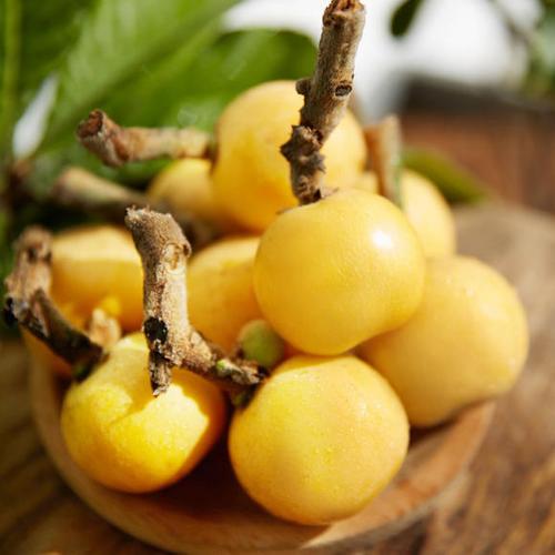 苏州东山白玉枇杷