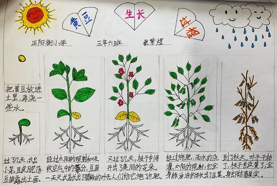 少先队员们精心选择了一种植物进行种植,并细心观察记录植物一周的