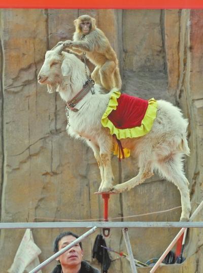 91年羊女和92年猴男婚配好不好女91年的属羊男92年属猴两人相配吗