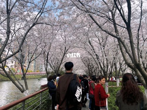 樱花公园94宁波免费拍照92取景_樱花_摄影_樱花公园_宁波拍照打卡