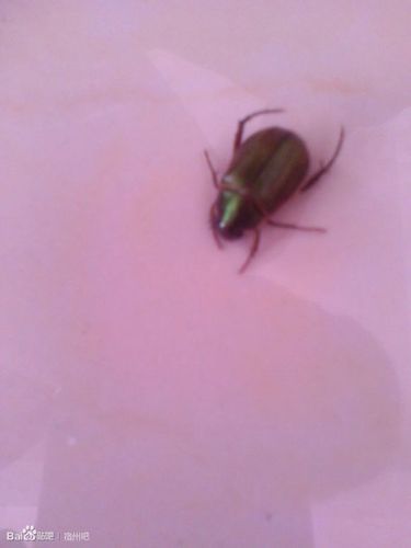 这到底是啥虫呀,,夏天晚上的时候特别多,总是飞进房间