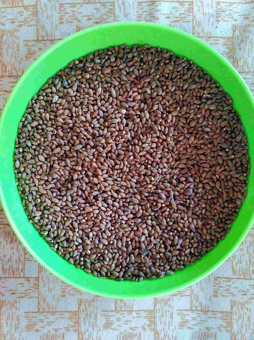 野生柏树籽柏树种子饱满柏子侧柏籽扁柏籽填充枕头净重500克包邮