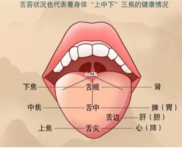 舌诊基础知识_舌苔_中医_舌苔看诊_医疗健康_医疗健康