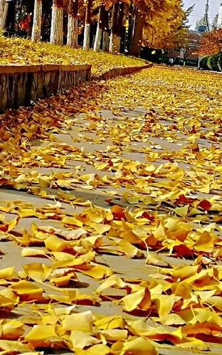 《深秋的早晨》