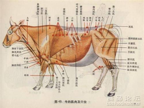 教你识别牛各部位肉更新中