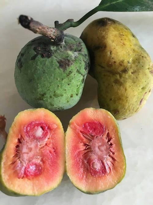 有人知道这是什么果吗?