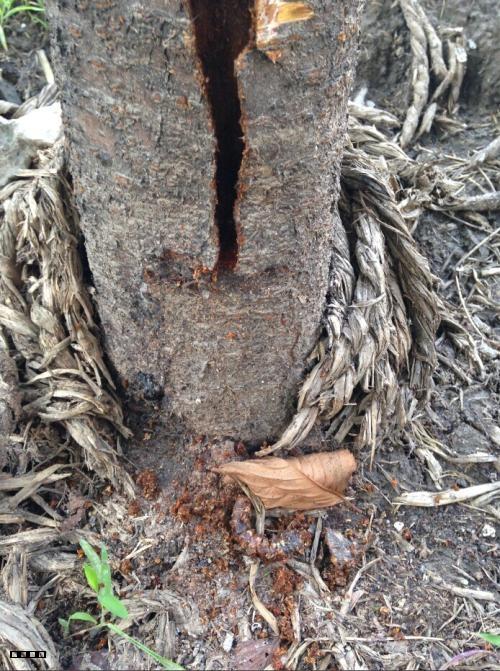 苹果树钻心虫二种防治方法分析介绍