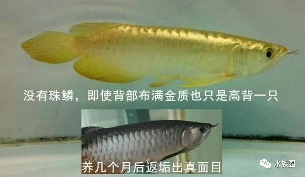 揭晓龙鱼鳞片中隐藏的秘密,透过表象看本质!_金龙鱼