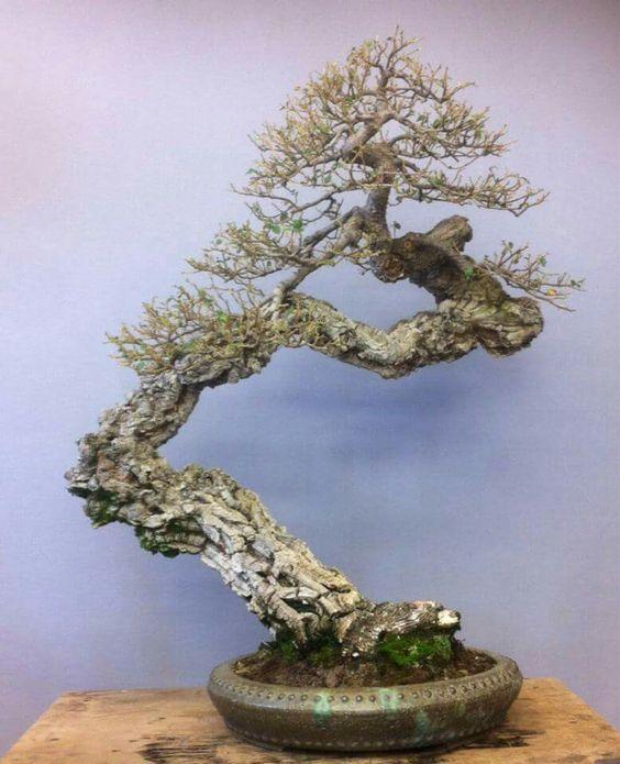 盆景欣赏:老桩,古桩像是在述说着岁月,这样的精品少之