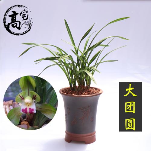 高宅花卉旗舰店的优惠券大全—兰花 大团圆 春兰荷瓣