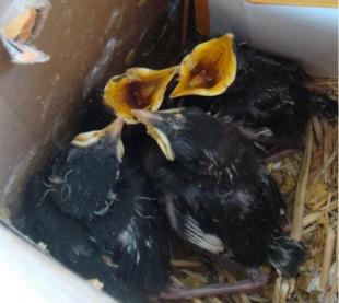 八哥2017雏鸟 林八 黑八哥幼鸟雏鸟海八哥幼鸟活体花八哥 鹩哥 包售后