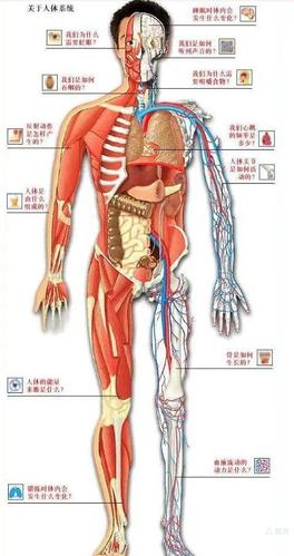 史上最全的人体各部位解剖全图,值得收藏