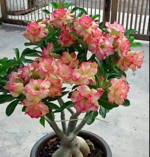 你家的沙漠玫瑰就是不开花?大多数是因为这点你没做好