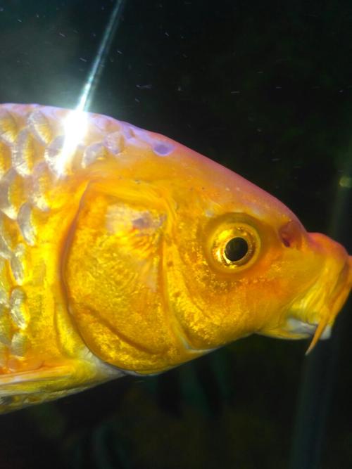 怎样分辨锦鲤鱼的雌雄?