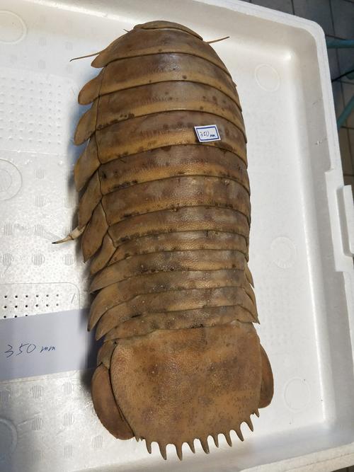 标本 大王具足虫 ダイオウグソクムシ bathynomis giganteas 350mm