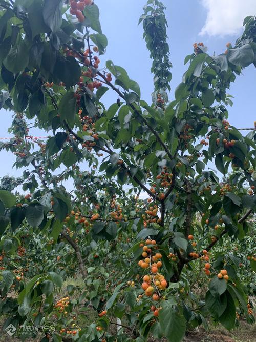 想去资阳九曲禾川摘樱桃的请4月14日或之后去!