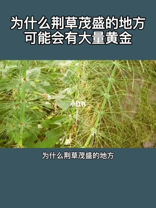 为什么荆草茂盛的地方_黄金_科普涨知识_社科_社科其他