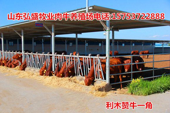 安康养牛基地 肉牛养殖场