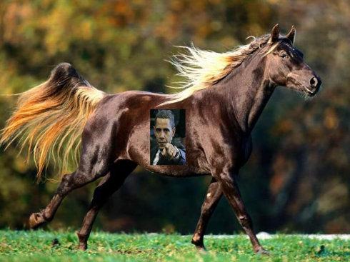 比"汗血宝马"还牛b的马(图)