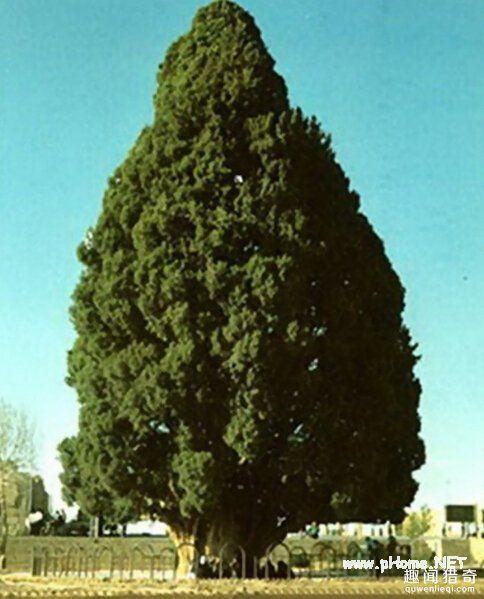 索罗亚斯德柏树