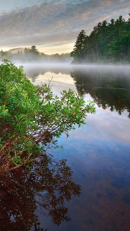 早晨的风景,雾,河流,丛林,森林 - 640x1136 iphone 5 (5s) (5c) (se)