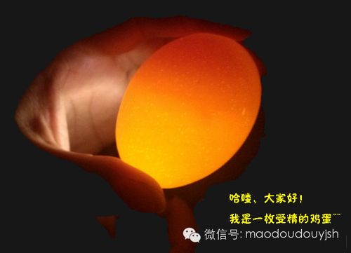 【毛豆豆好蛋孵好鸡】活动,蛋宝宝们孵化4天的靓照登场啦!