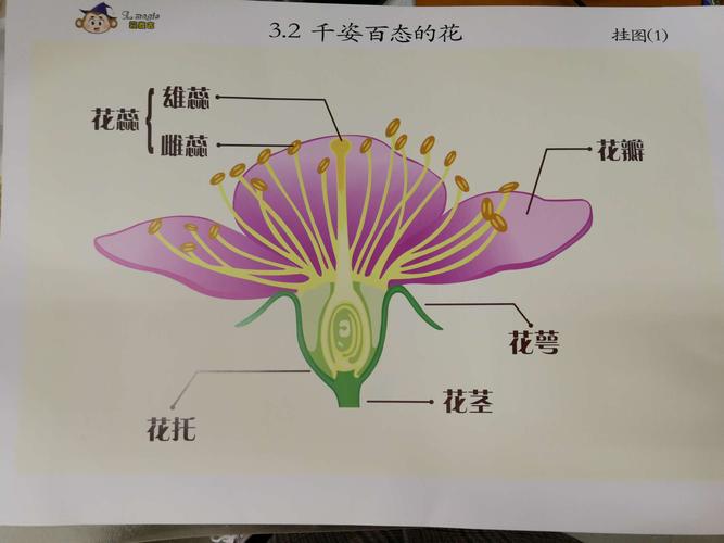 雄蕊和雌蕊是男生和女生呢!