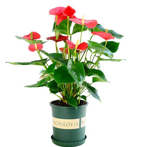 红掌盆栽室内花卉植物带花苞四季好养开花不断