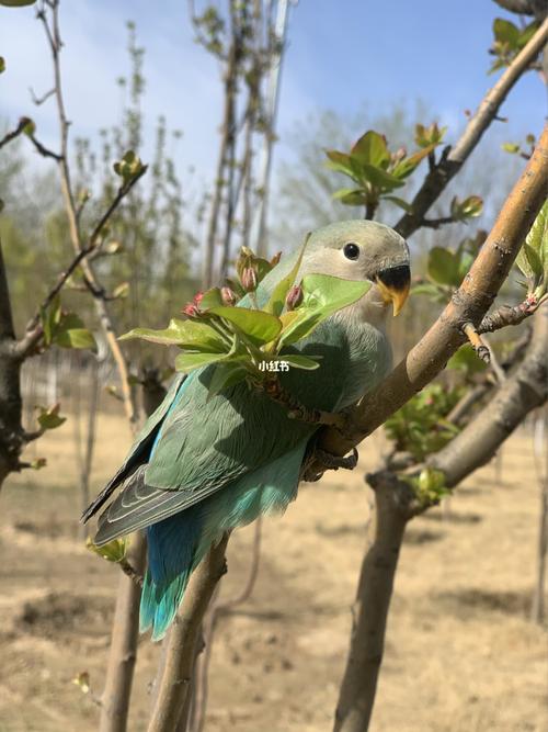 牡丹鹦鹉—绿金顶-冷雨写真_鹦鹉_牡丹_写真_牡丹鹦鹉