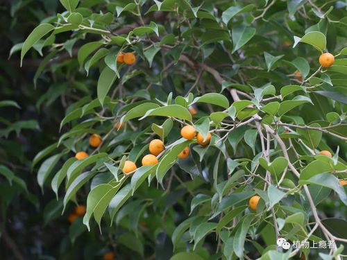 嫩叶微红   跟城市常见的榕树不同,垂叶榕的果实也非常引