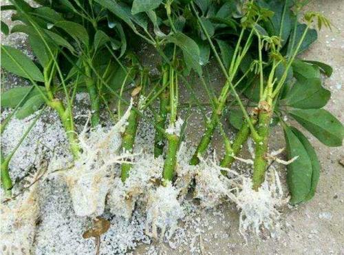 鸭脚木扦插方法如此简单,随便一根枝条便能扦插成活