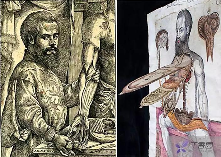 横空出世的安德烈·维萨里 (andreas vesalius,1514-1564) 随着解剖