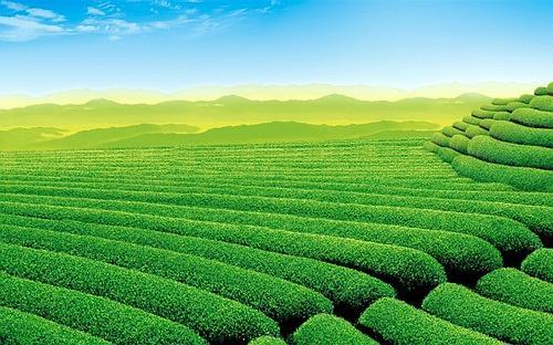 美丽的绿色草原
