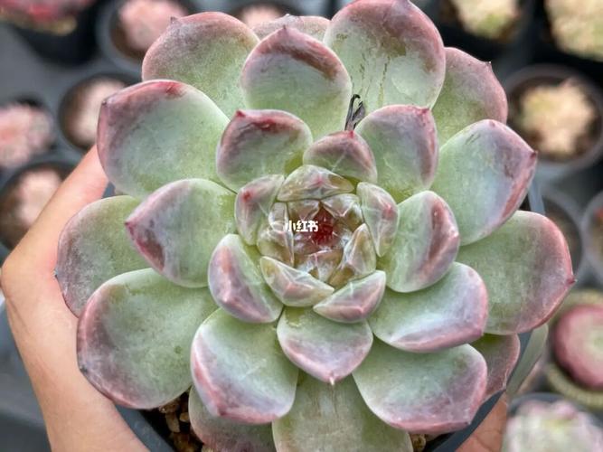 冰魄最近状态特别好看_多肉植物_冰魄多肉_家居家装_家居装饰_花艺