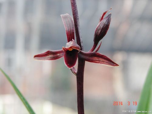 台湾产墨兰红素花,我处己种5年!