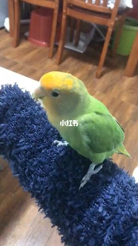 牡丹鹦鹉 金头绿闪蹭蹭_牡丹_手养牡丹鹦鹉_宠物_宠物